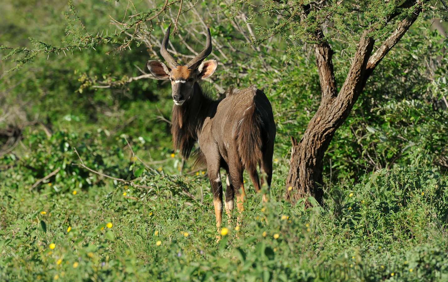 Nyala angasii [440 mm, 1/1600 Sek. bei f / 8.0, ISO 1600]